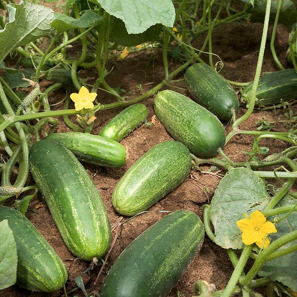 Cucumber Seed