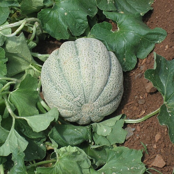 Muskmelon Seed