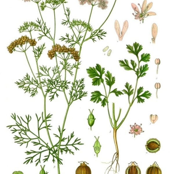 Coriander Seed for sowing