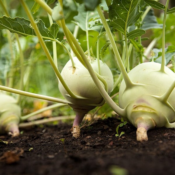Knol Khol Seed