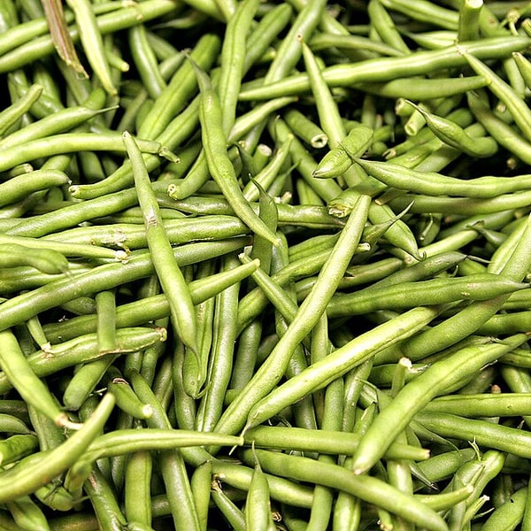 French Bean Seed