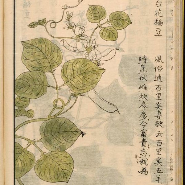 Hyacinth Bean Seed