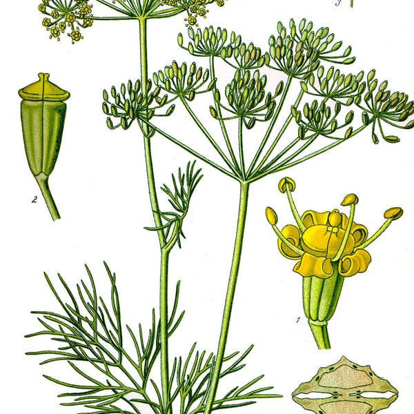 Dill Seed