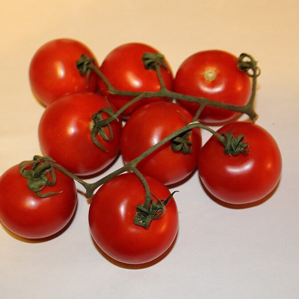 Hybrid Tomato Seed