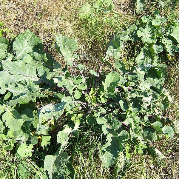 Hybrid Cabbage Seed