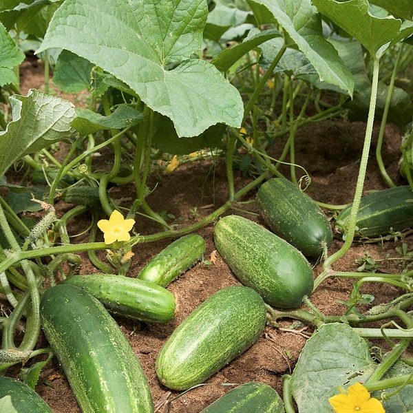 Hybrid Cucumber Seed