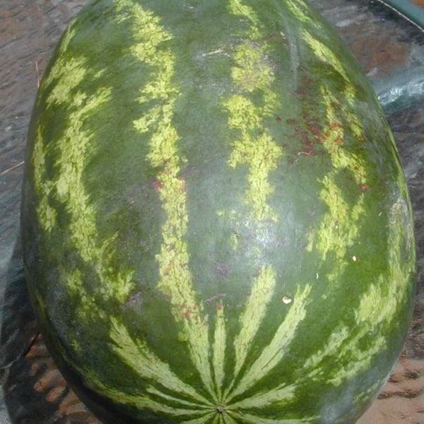Hybrid Watermelon Seed
