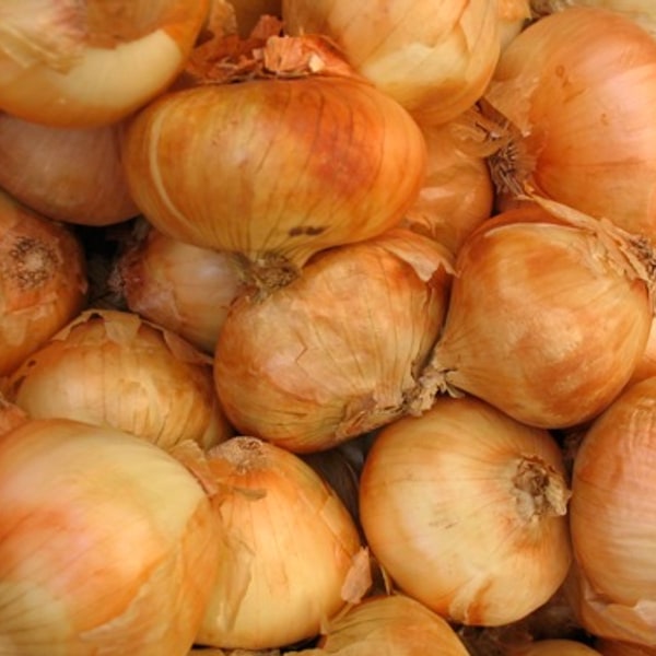 Hybrid Onion Seed