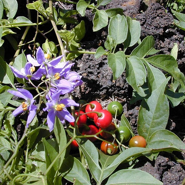 Hybrid Brinjal Seed