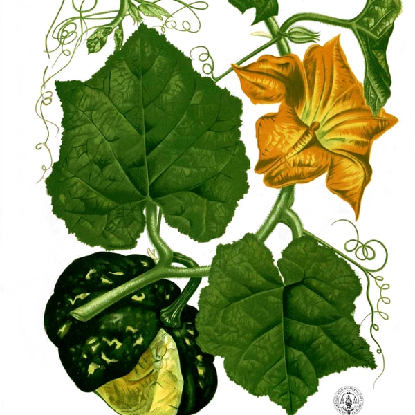 Hybrid Pumpkin Seed