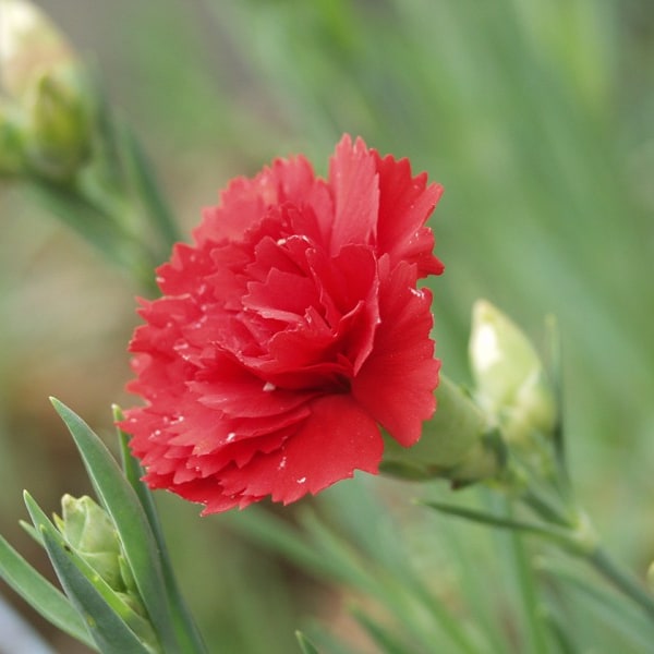 Carnation Seed