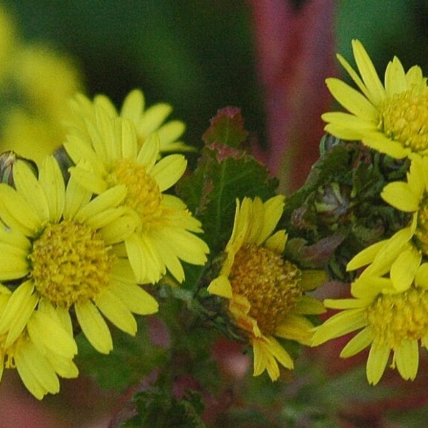 Chrysanthemum Seed