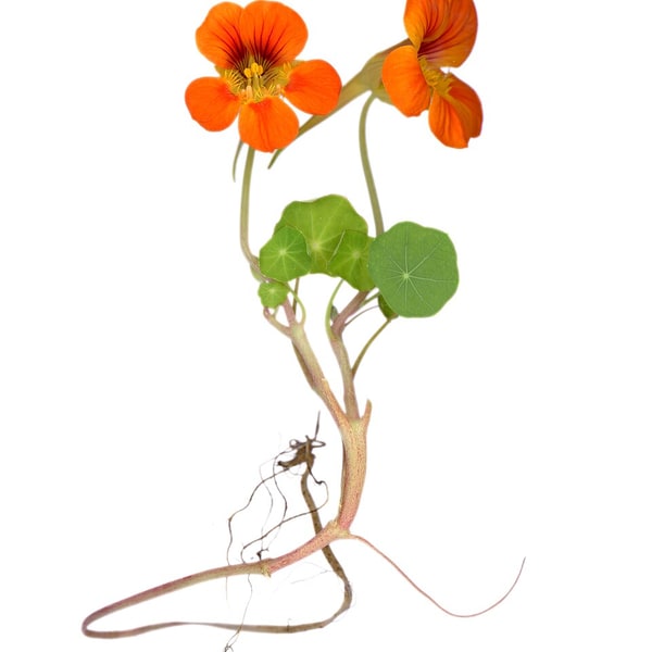 Nasturtium Seed