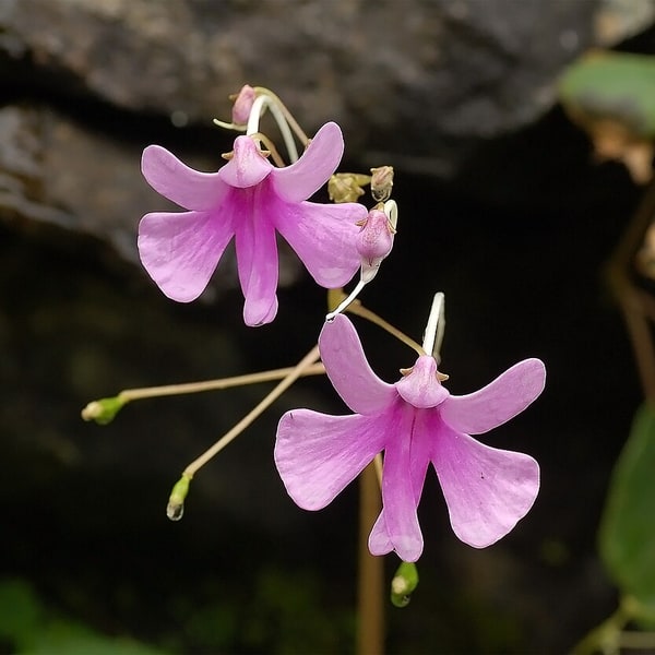 Impatiens Seed