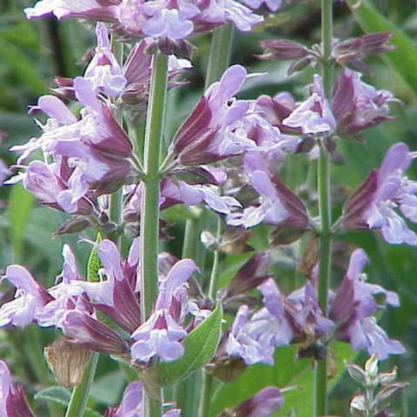 Salvia Seed