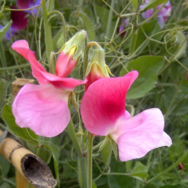 Sweet Pea Seed