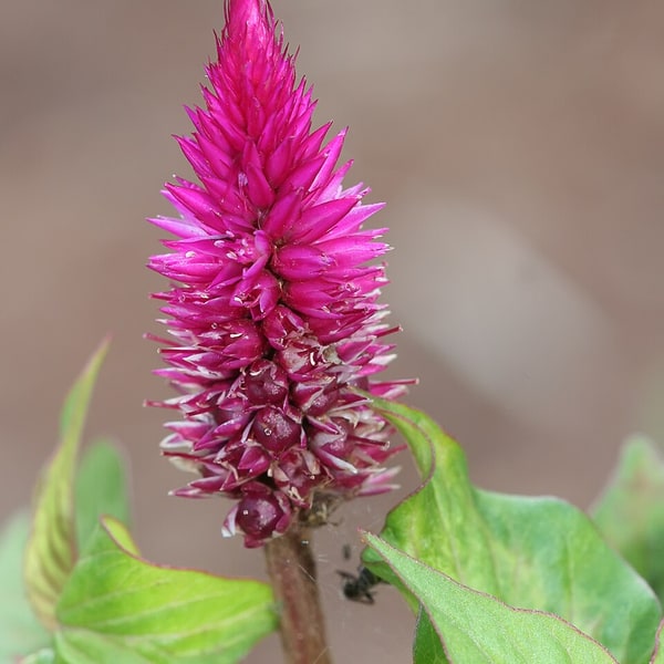Celosia Seed