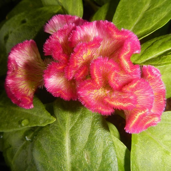 Cockscomb Seed