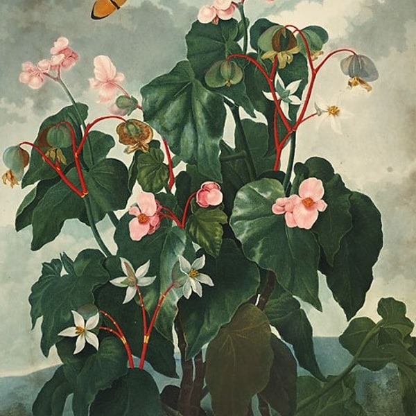 Begonia Seed