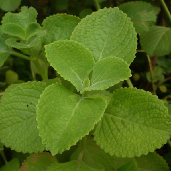 Coleus Seed