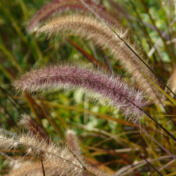 Ornamental Grass Seed