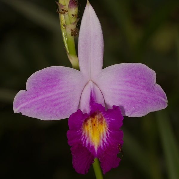Orchid Seed for propagation