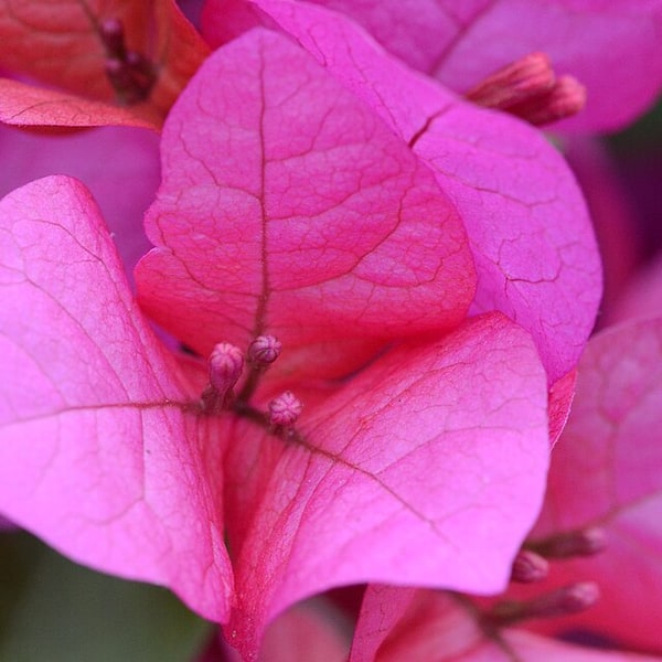 Bougainvillea Seed