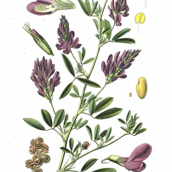 Lucerne/Alfalfa Seed