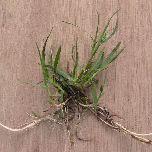 Kentucky Blue Grass Seed