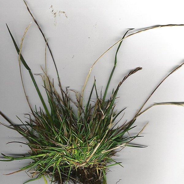 Rye Grass Seed
