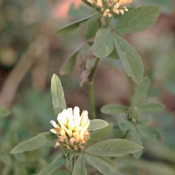 Berseem Seed