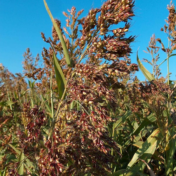Sudan Grass Seed
