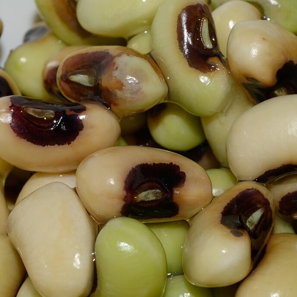 Cowpea Fodder Seed