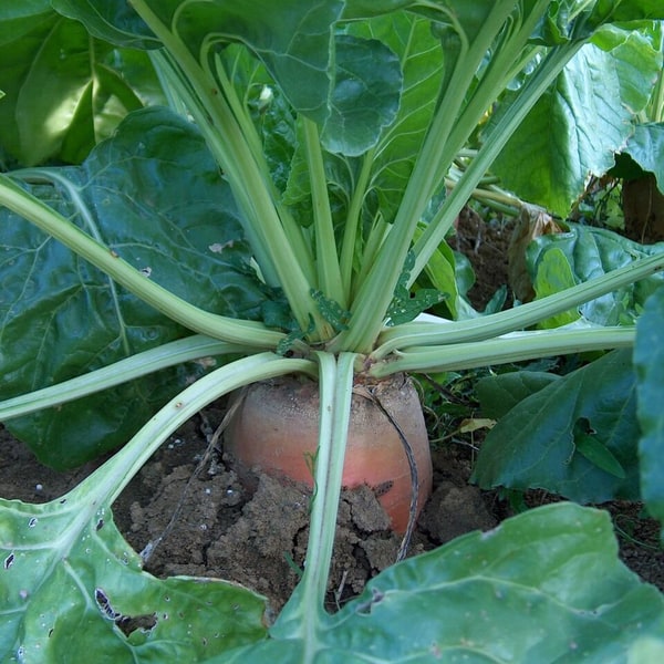 Fodder Beet Seed