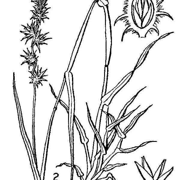 Hybrid Napier Seed