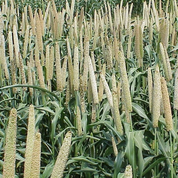 Fodder Pearl Millet Seed