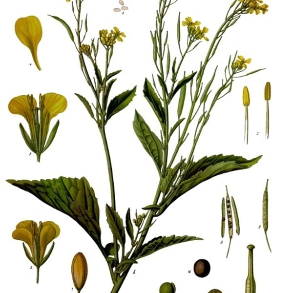 Fodder Mustard Seed