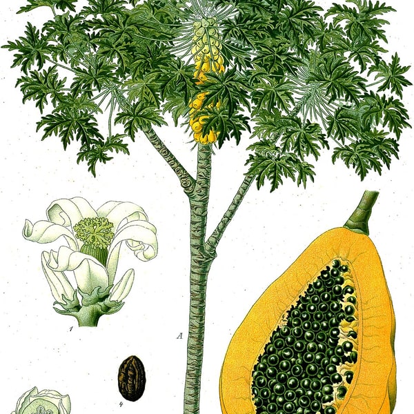 Papaya Seed