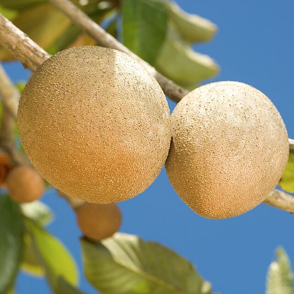 Sapota/Chikoo Seed