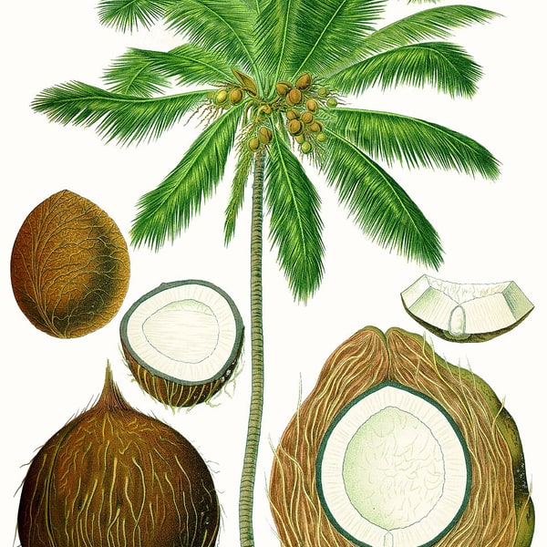 Coconut Seed Nut for planting