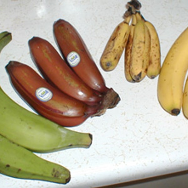 Banana Seed/Planting Material