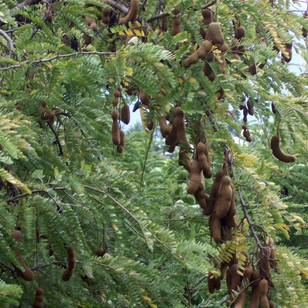 Tamarind Seed for planting