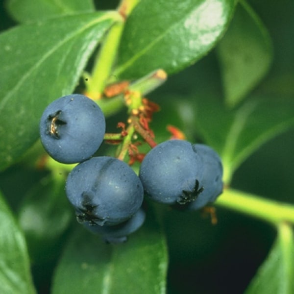 Blueberry Seed