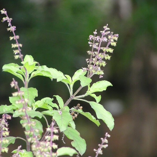 Tulsi/Basil Seed