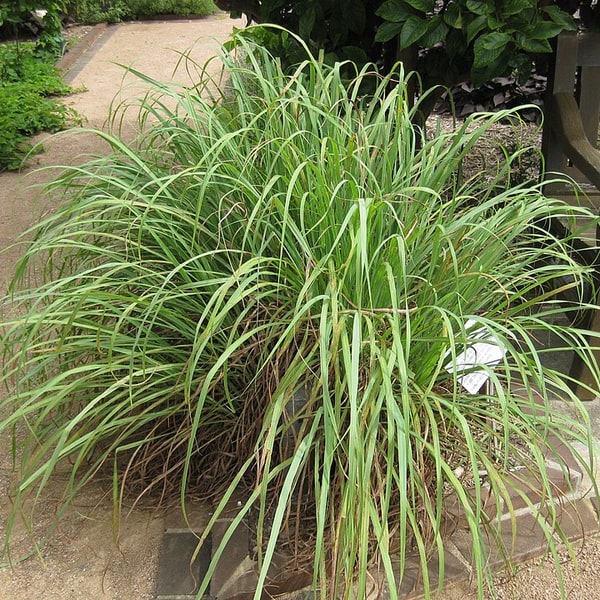 Lemongrass Seed