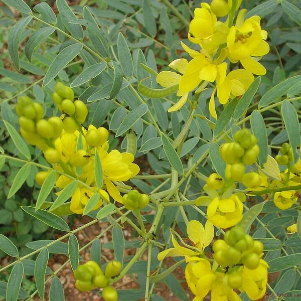 Senna Seed