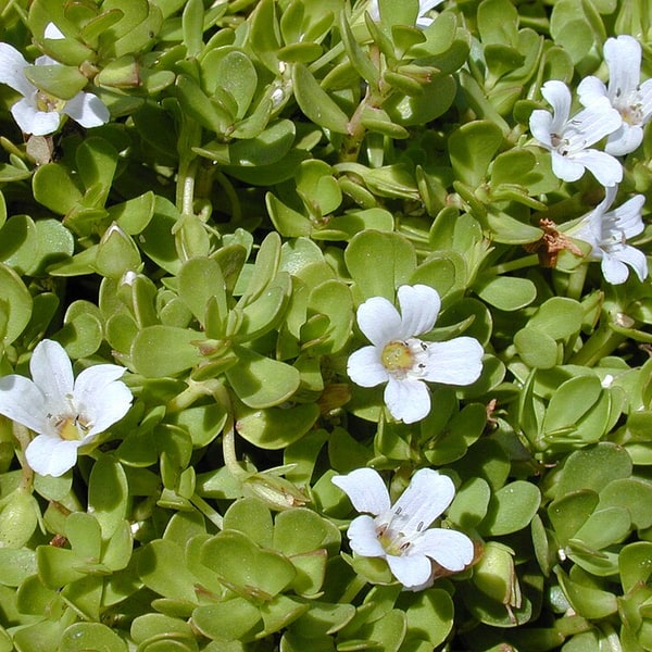 Brahmi Seed
