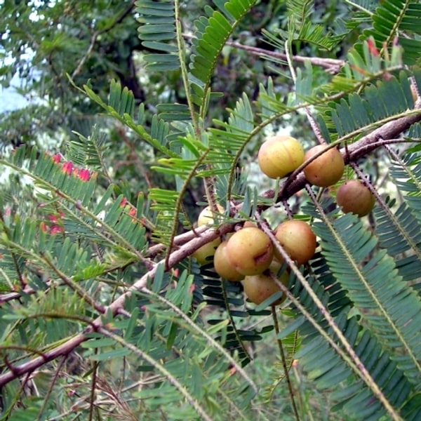 Amla Seed for planting