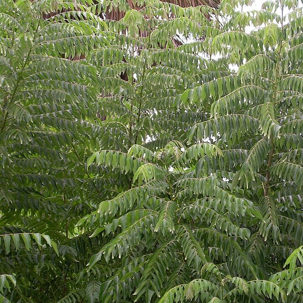 Curry Leaf Seed for planting