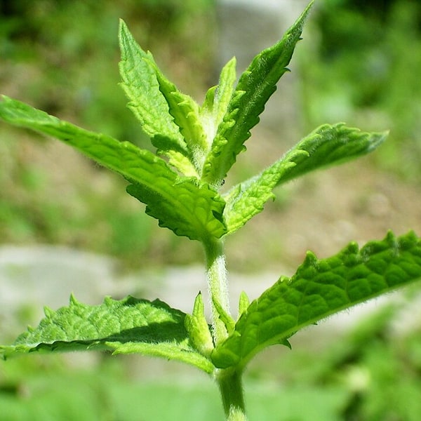 Mint Seed for planting